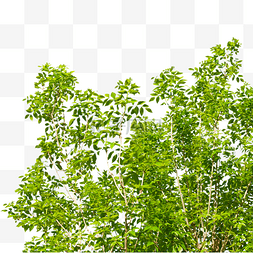 植和图片_春天树木和绿植树枝