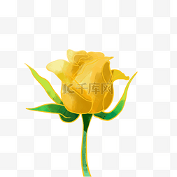 黄玫瑰水彩花卉金色线描
