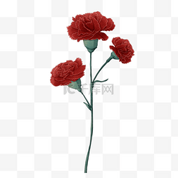 红色康乃馨花束图片_红色康乃馨花朵