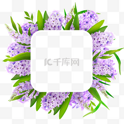 诺鲁孜节淡紫色美丽的风信子花边