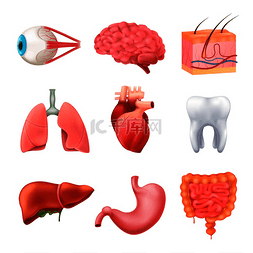 人体器官大脑图片_人体内脏解剖逼真集肺脑肝肠胃心