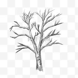 素描树枝枯树