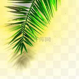 阳光照射下图片_阳光照射下的椰子叶