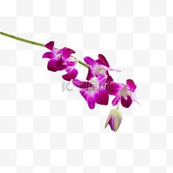 紫洋兰花卉花园新鲜