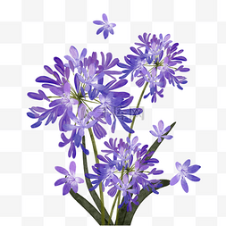 百子莲水彩花卉紫色植物