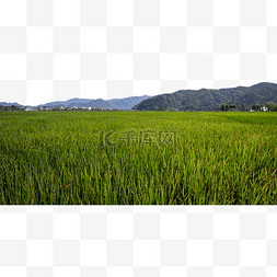田地里的水稻农村