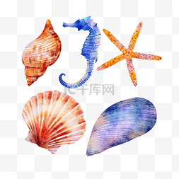 贝壳海洋生物水彩风格