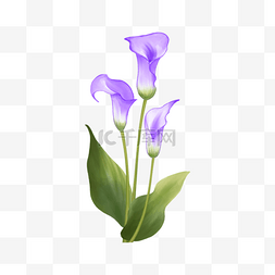 紫色水彩马蹄莲婚礼花