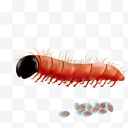 红色毛毛虫图片_卵生动物昆虫虫子