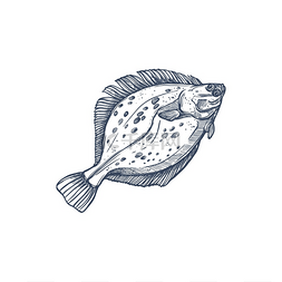 冬季生活图片_比目鱼物种隔离单色草图生活在海