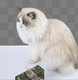 布偶猫猫图片_宠物布偶猫猫咪白猫长毛