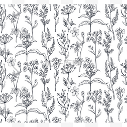 矢量无缝模式用手绘制的香草和花