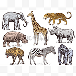 一组非洲动物。犀牛大象长颈鹿河马豹鬣狗西部大猩猩野生斑马。雕刻手画复古老单色野生动物园素描。向量例证.