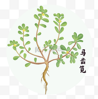 中草药中药植物马齿苋