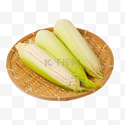 白玉米棒图片_粗粮糯玉米