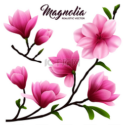 美丽花园图片_粉红色逼真的木兰花图标在树枝上