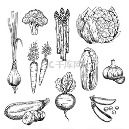 有机种植的新鲜蔬菜草图用于健康