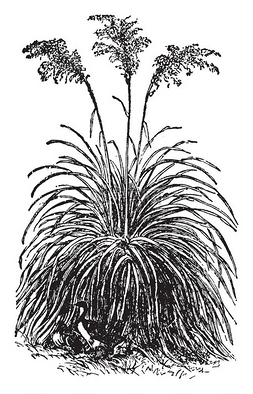 tussock 是一种多年生束草, 叶至80厘