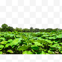 湿地绿色图片_西溪湿地荷花夏至夏天植物