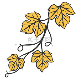 葡萄叶子图片_葡萄藤的例证有叶子的。