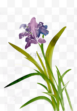 紫色菖蒲花