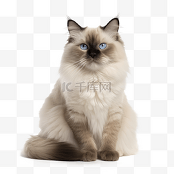 高清咖啡豆图片_免扣高清宠物摄影布偶猫