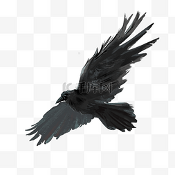 乌鸦图片图片_飞翔黑色乌鸦剪贴画