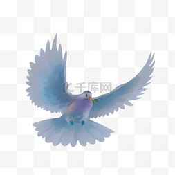 紫翎灰蓝羽毛鸽子