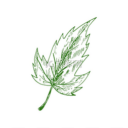 素描树图片_或叶隔离草图病媒鲜艳的树叶可能