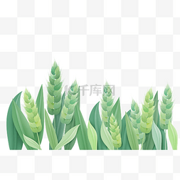 翠绿色麦子图片_小满节气中国传统二十四节气