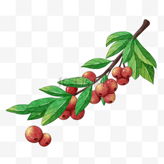 圣诞节冬天浆果树枝水彩