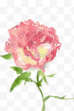 水墨画玫瑰花图片_娇艳的玫瑰花
