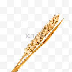 成熟粮食小麦