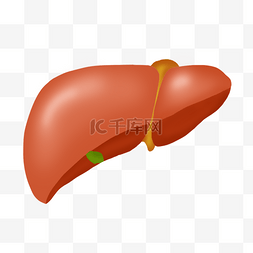 立体肝图片_立体橘红色肝剪贴画