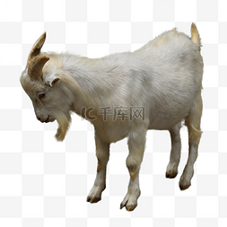 捻角山羊图片_山羊哺乳动物特写羊羔