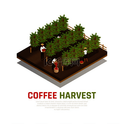 咖啡豆树图片_咖啡行业生产等距构图法曾达上的