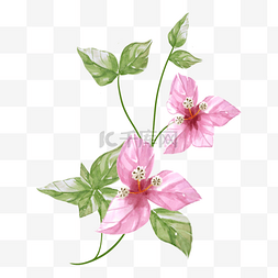 花枝的边框图片_九重葛浅粉色水彩花枝花卉