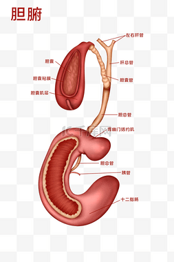 医疗人体组织器官胆腑