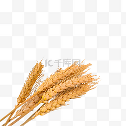 小麦颜色户外秋季
