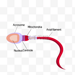 精子细胞结构