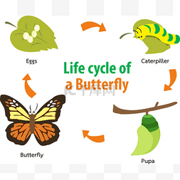 蝴蝶的生命周期
