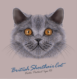 动物眼睛手绘图片_英国短猫动物可爱的脸。向量愉快