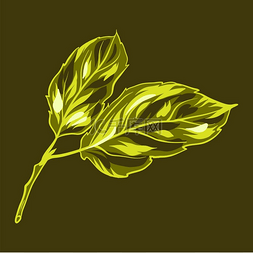 风格化的叶子图片_苹果叶子的插图风格化的手绘植物