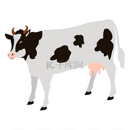 白色的牛图片_白色背景上有黑点的成年母牛孤立