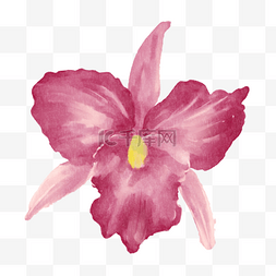 粉色盛开花瓣水彩巴西国花卡特兰