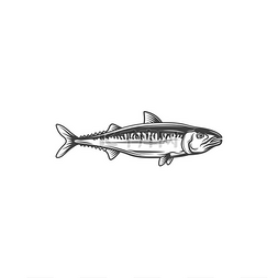 鳀鱼小型饲料鱼孤立的单色图标或