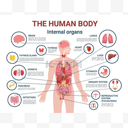 人体躯干图图片_人体内脏器官及部位信息海报