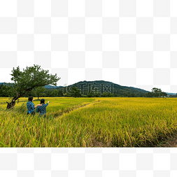 乡村村姑秋天稻子风景