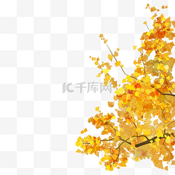 秋季上新英文图片_秋季银杏树