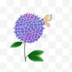 昆虫和花卉图片_绣球花和蝴蝶